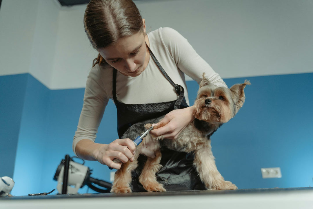 Mastering the Art of Pet Grooming: How to Safely Trim Your Pet’s Hair at Home