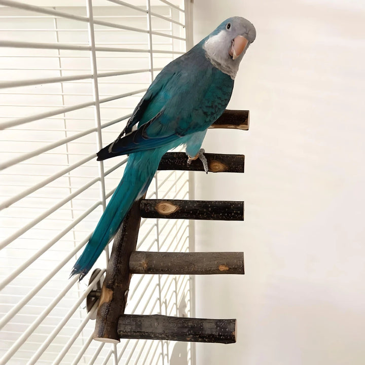 Natural Apple Wood Bird Perch and Chew Toy