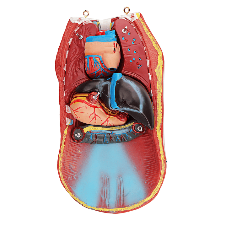 55Cm Human Anatomy Unisex Torso Assembly Visceral Anatomical Model - Trendha