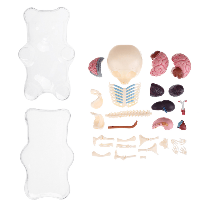 4D MASTER STEM Anatomy Model Gummi Bear Skeleton Anime Assembly Action Figure Gifts Science Animal Model - Trendha