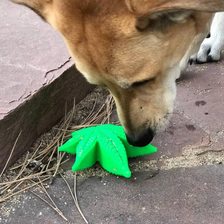 Colorado "Maple Leaf" Durable Nylon Dog Chew Toy for Aggress - Trendha